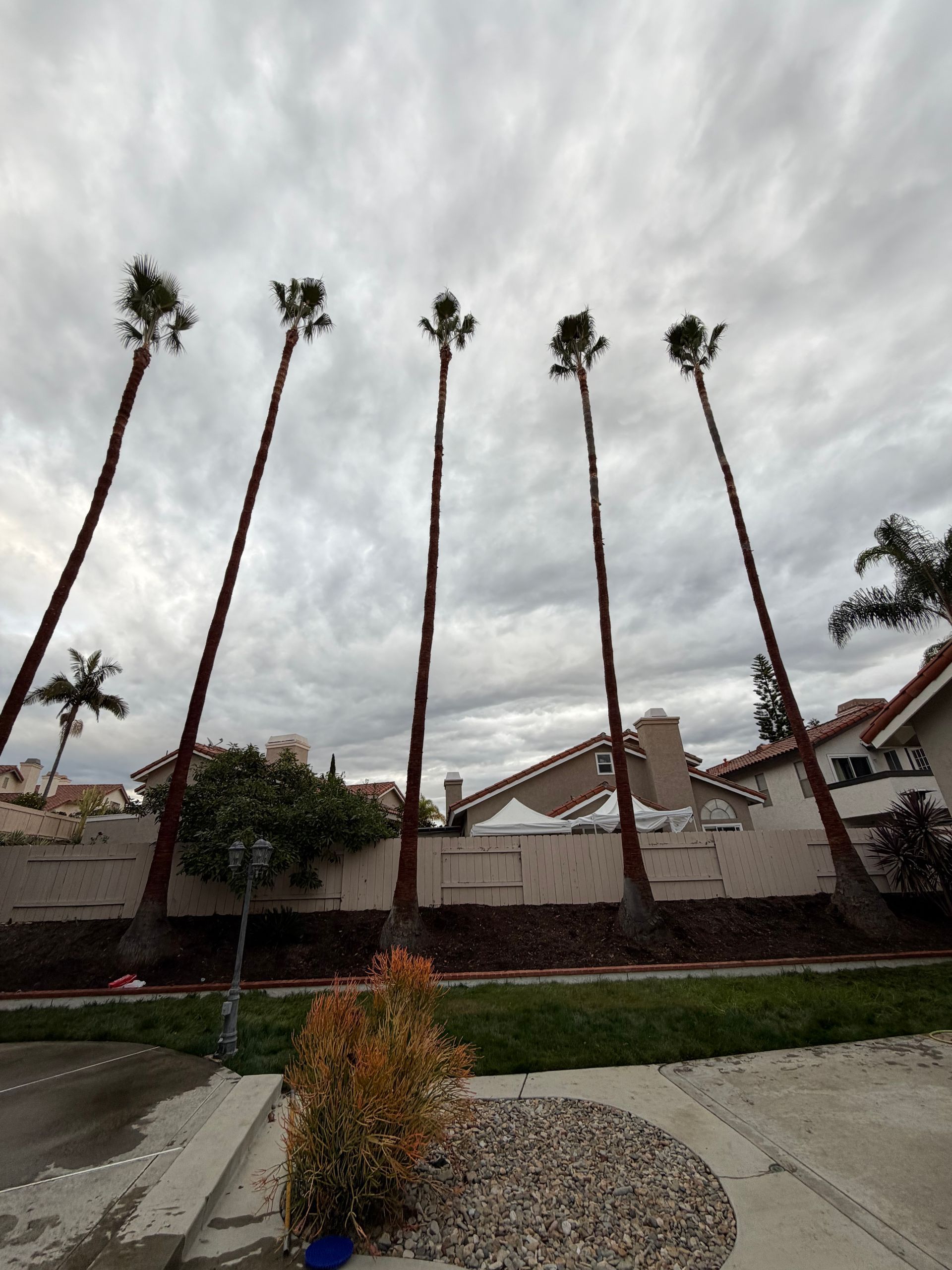 Tall palm trees behind a suburban wall under a cloudy sky