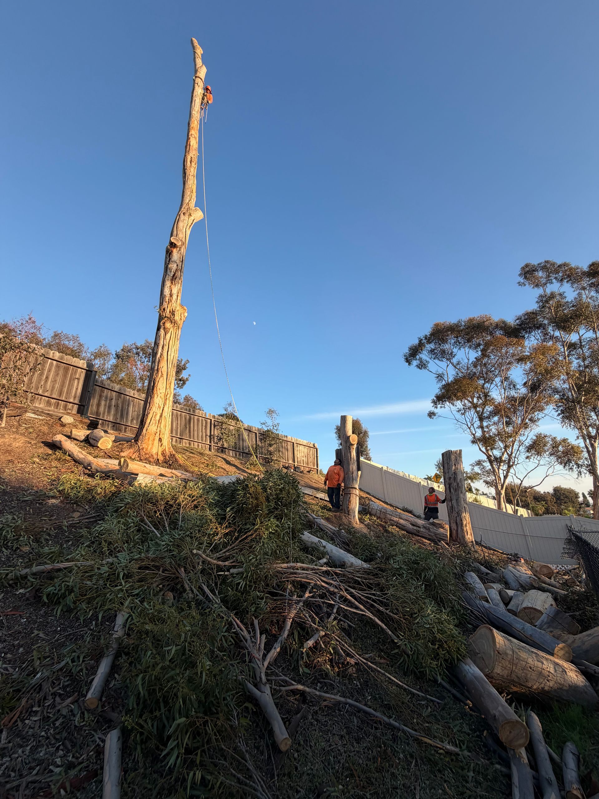 Cleared hillside with cut tree trunks and a tall dead tree against a blue sky