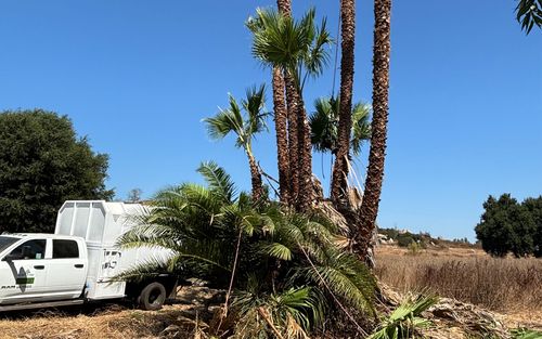 White pickup truck beside tall palm trees in a dry field under a clear blue sky