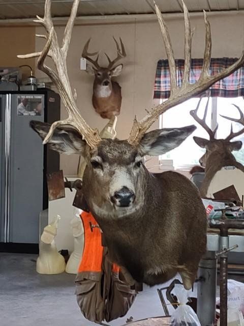 Game heads taxidermy