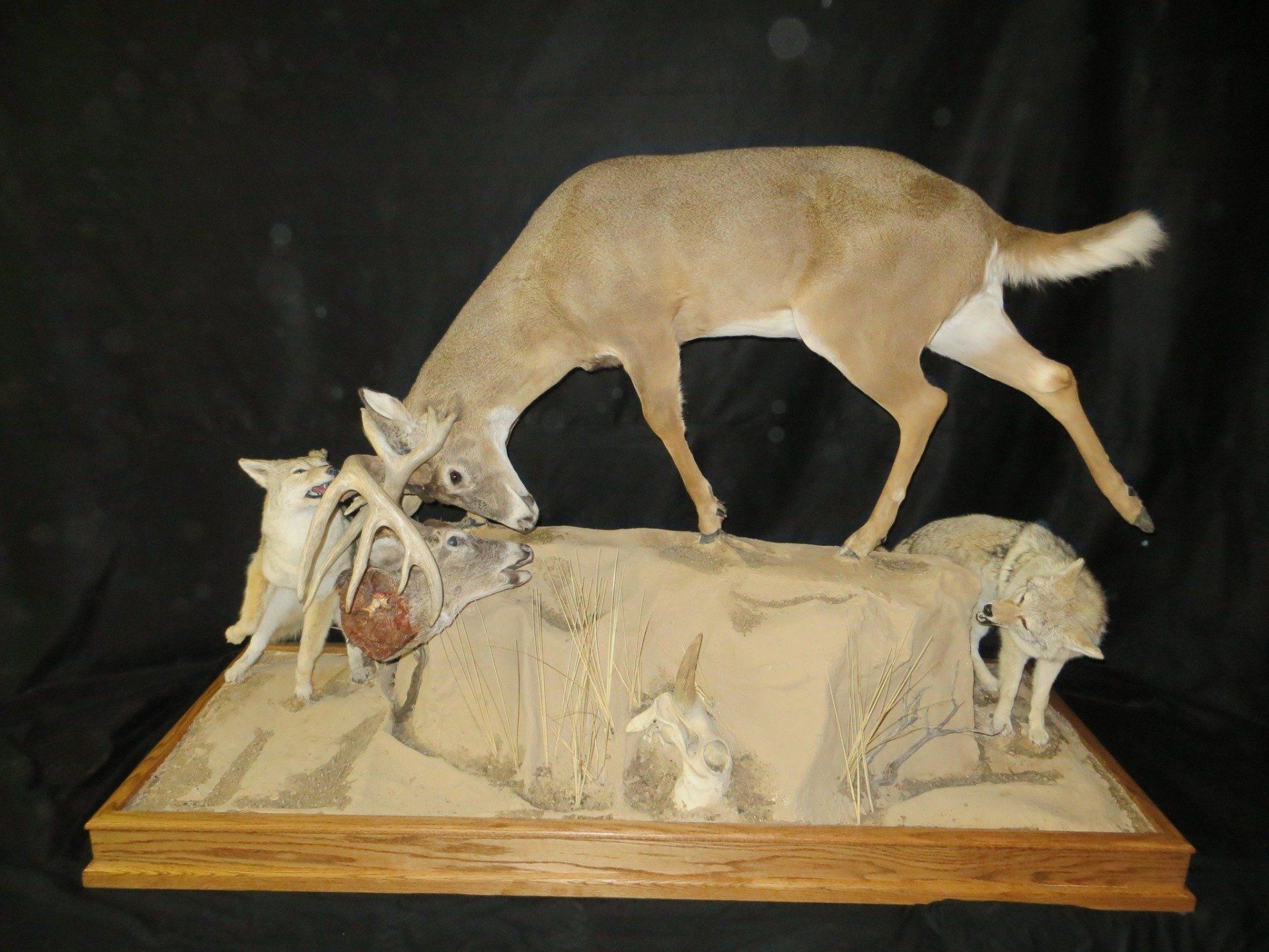 Game heads taxidermy