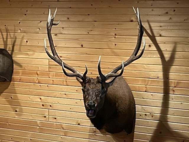 Game heads taxidermy