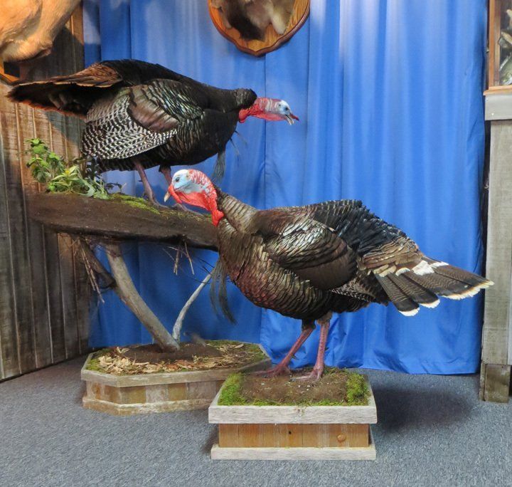 Bird taxidermy