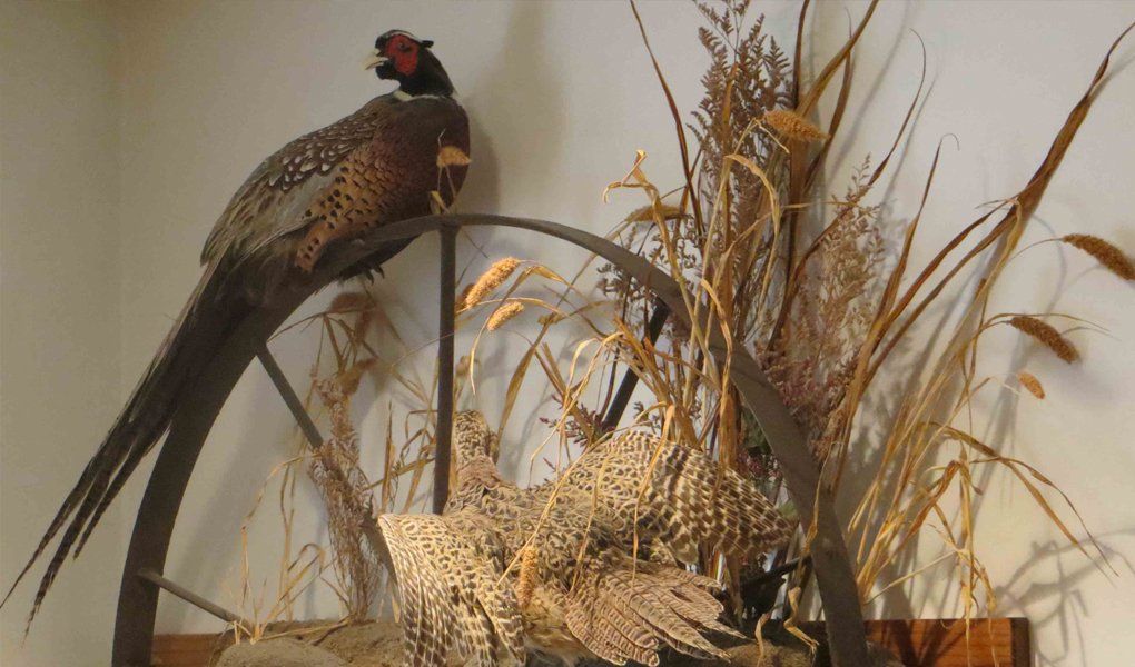Bird taxidermy