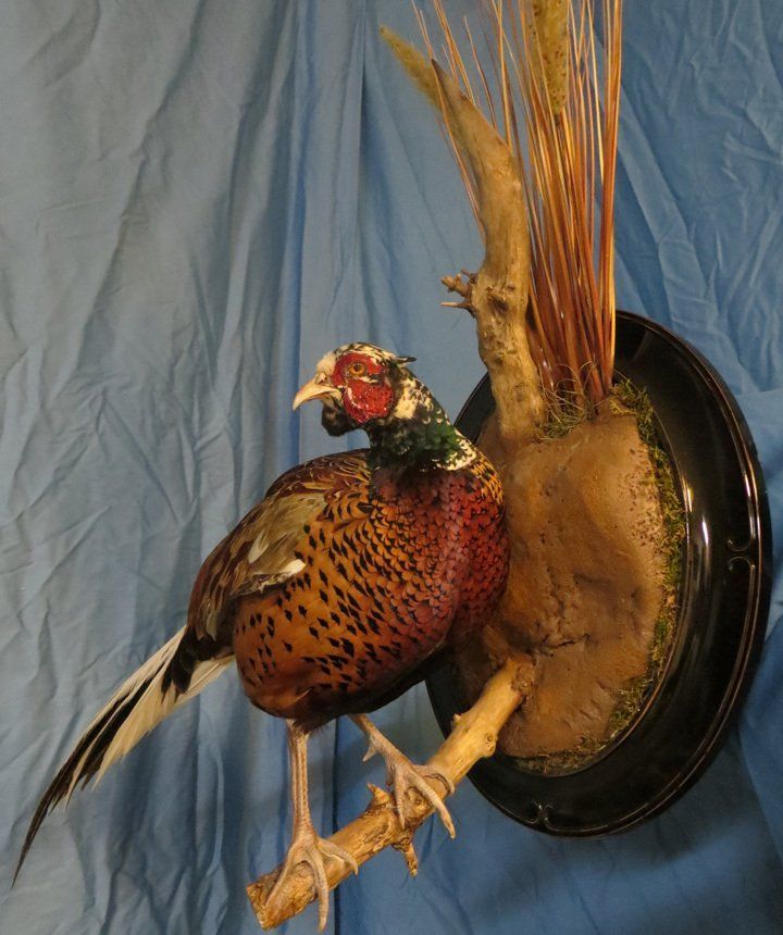 Ring-necked pheasant
