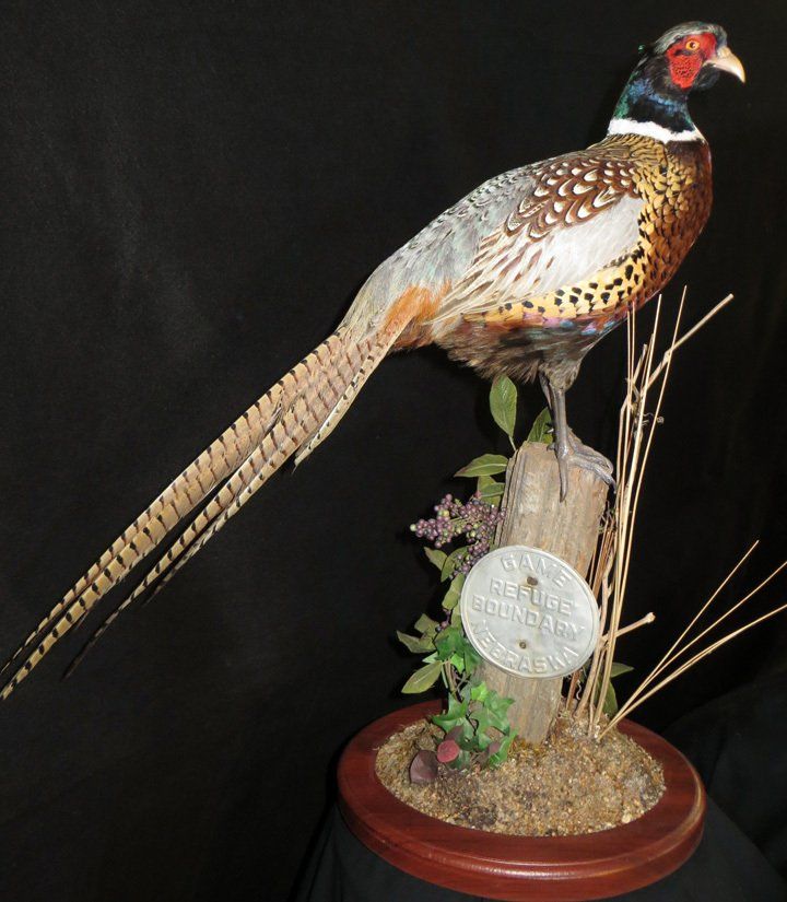 Bird taxidermy