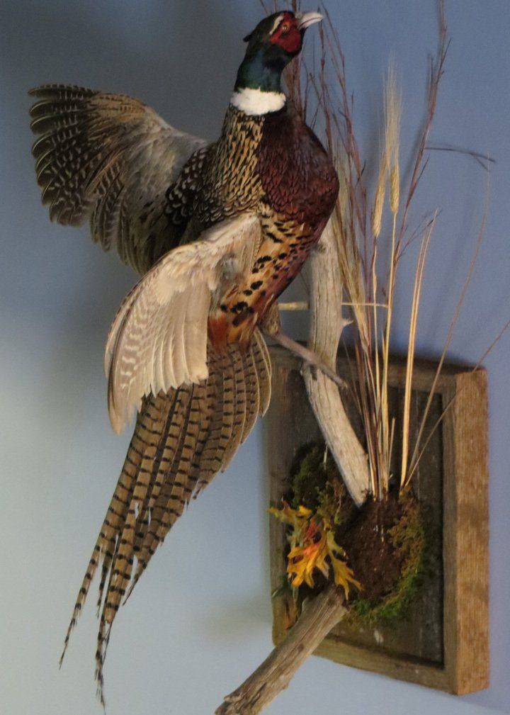 Bird taxidermy