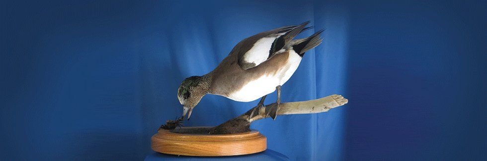 Bird taxidermy