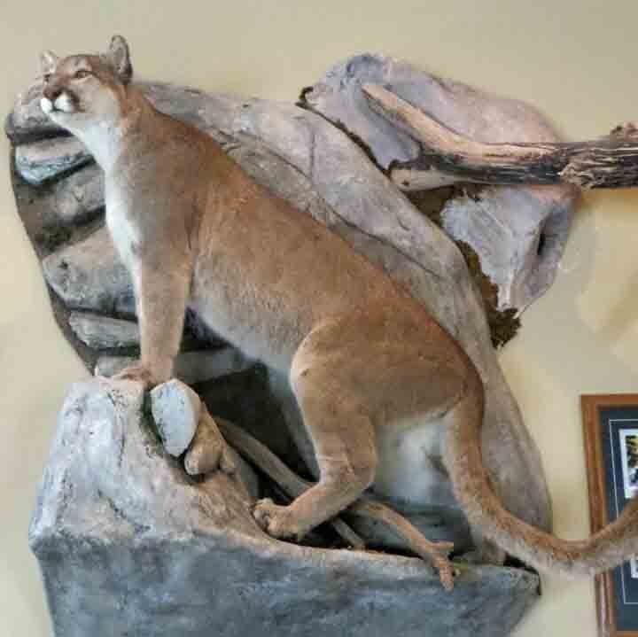 Mountain lion taxidermy