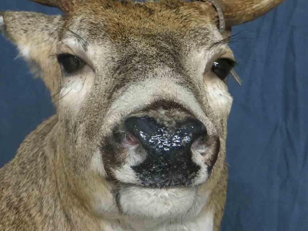 Game heads taxidermy