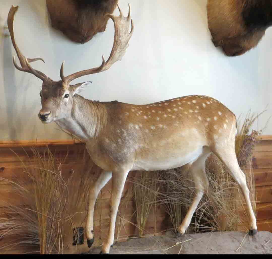 Deer taxidermy