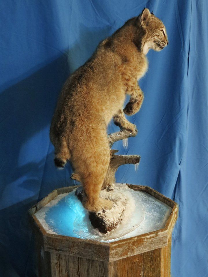 Mexican bobcat taxidermy