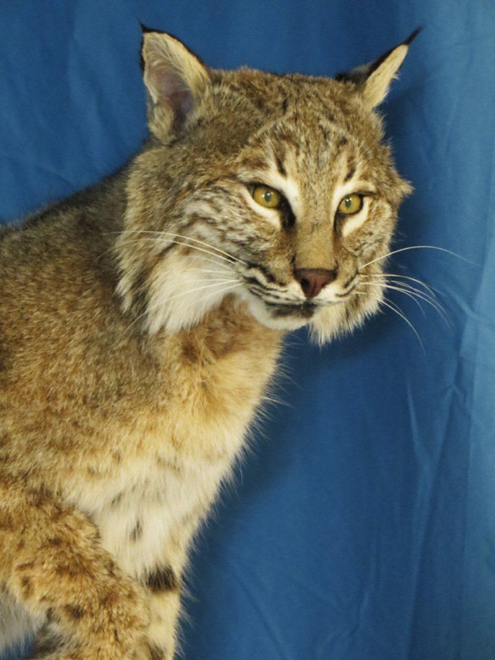 Mexican bobcat taxidermy