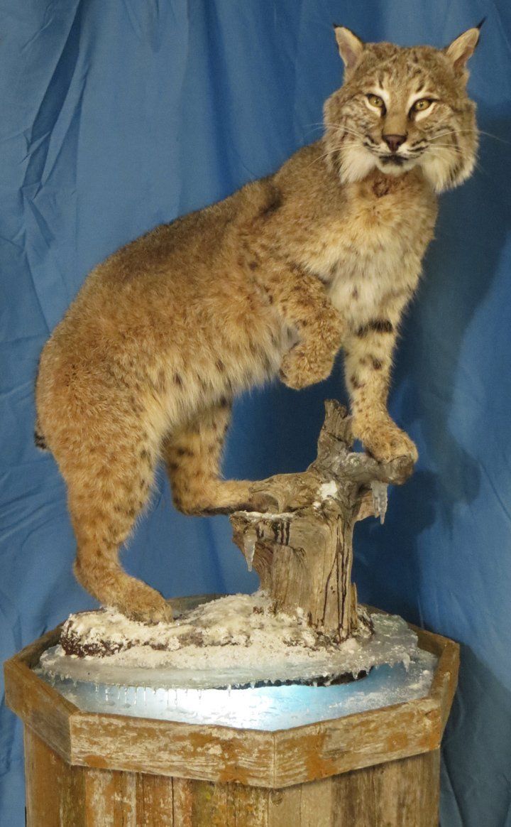 Mexican bobcat taxidermy