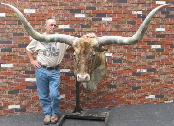 Texas Longhorn taxidermy