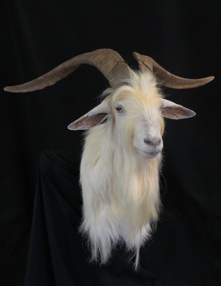 Changthangi taxidermy