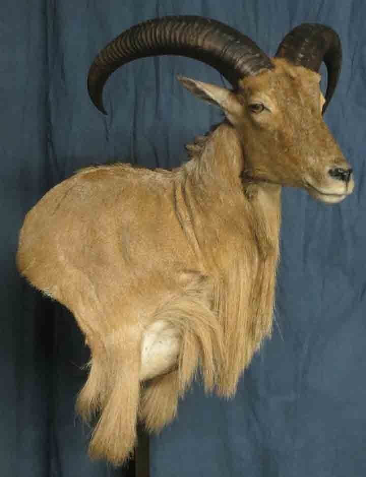 Sheep taxidermy
