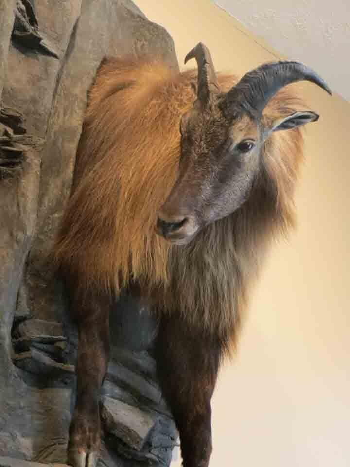 Himalayan tahr taxidermy
