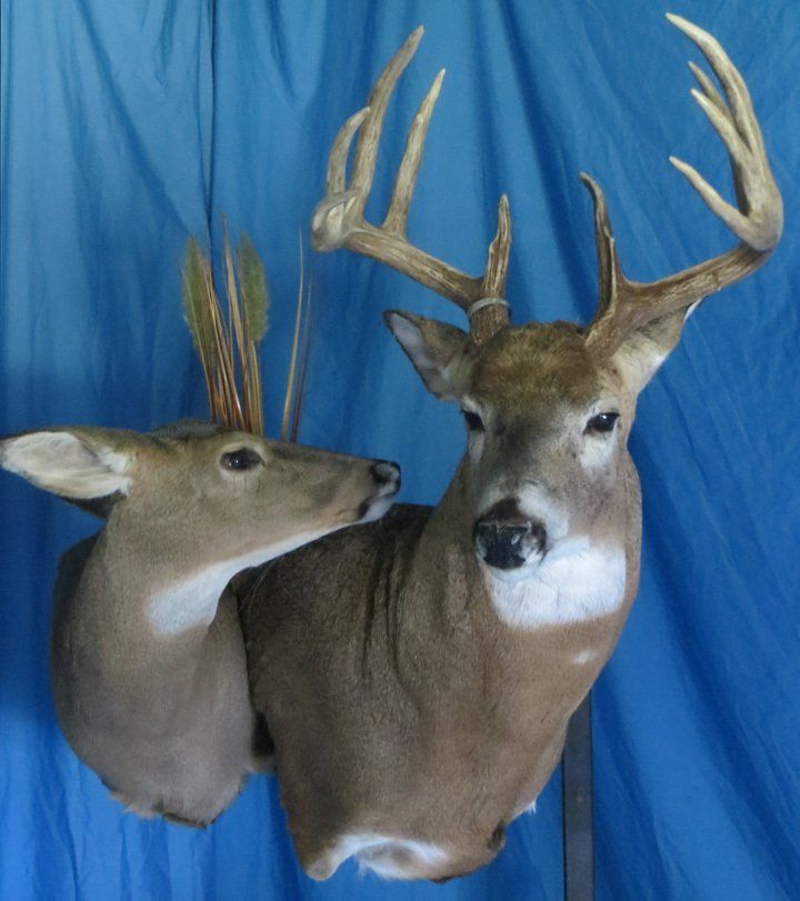 Game heads taxidermy