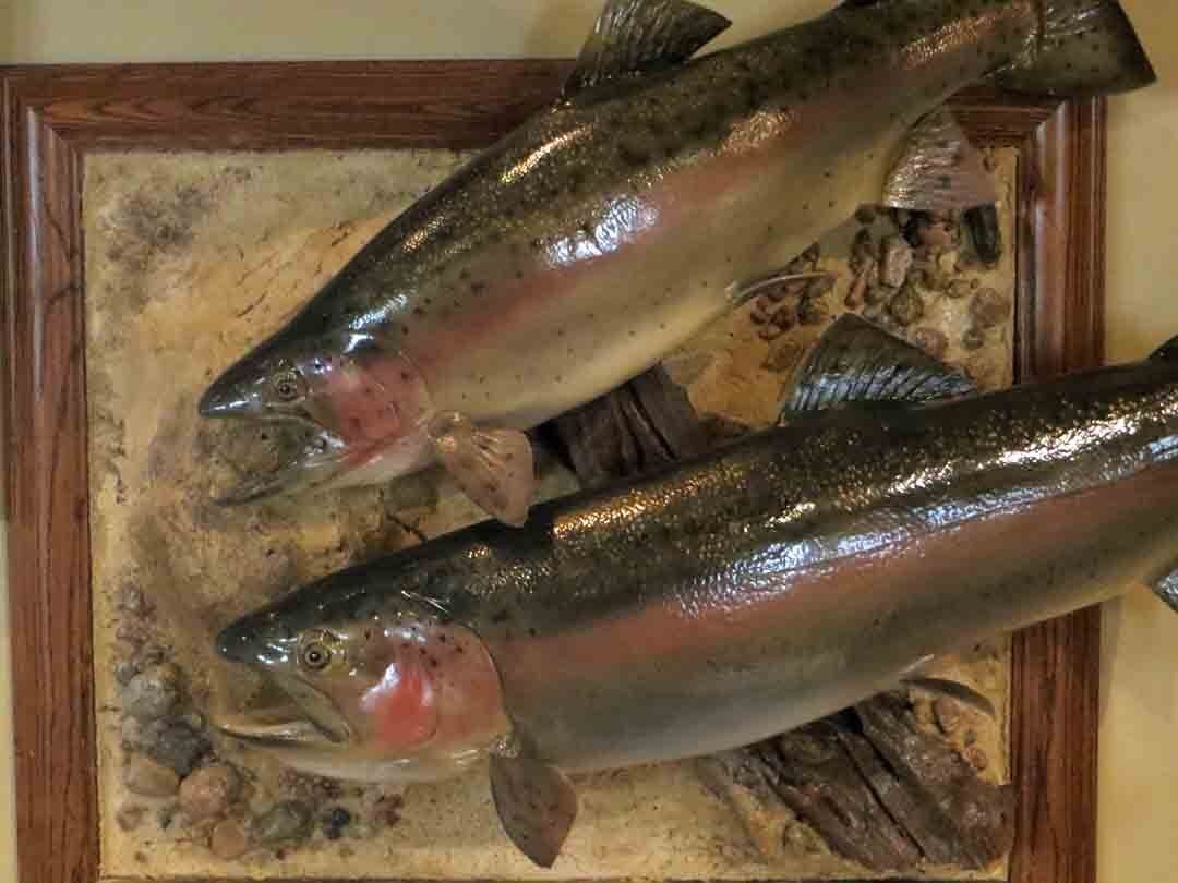 Trout taxidermy
