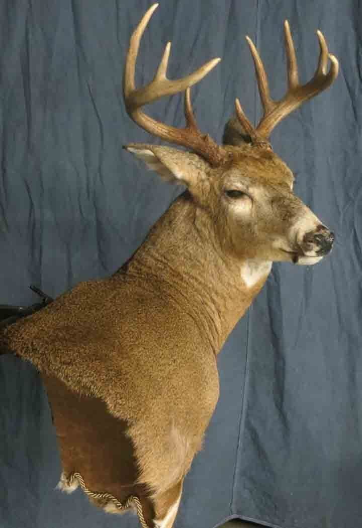 Game heads taxidermy