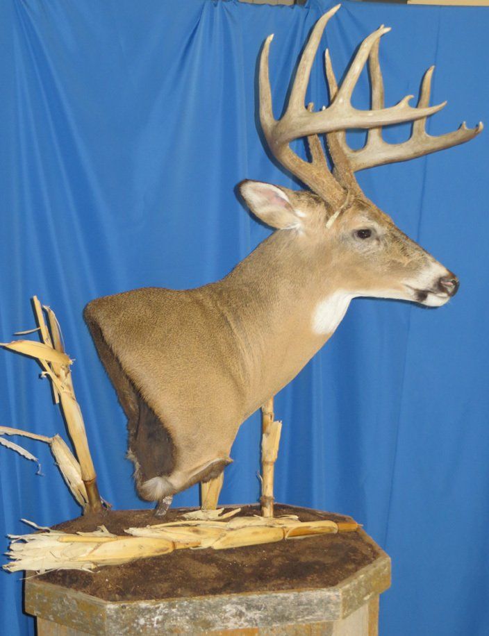 Game heads taxidermy