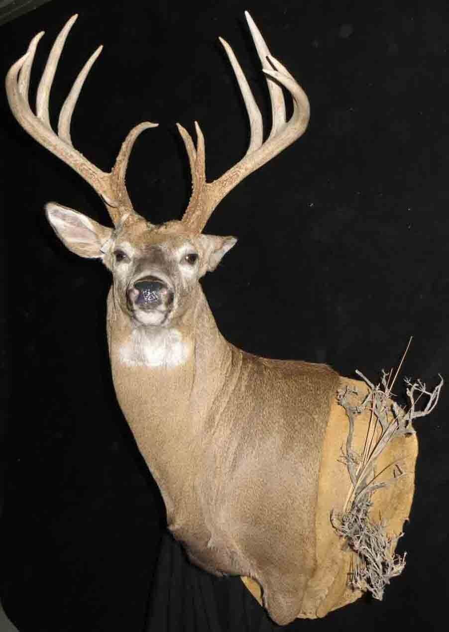 Game heads taxidermy