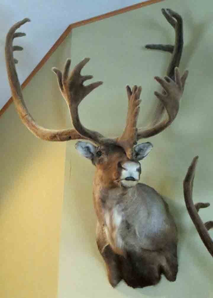 Game heads taxidermy