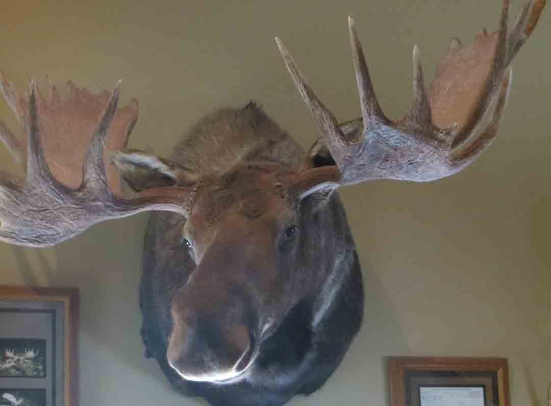 Game heads taxidermy