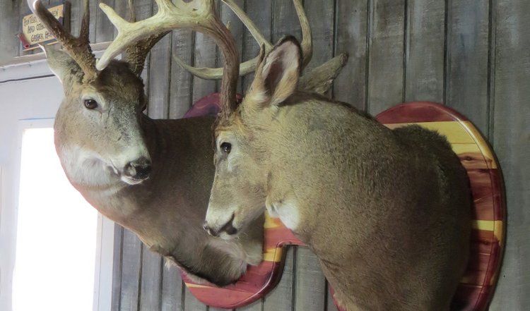 Game heads taxidermy