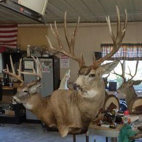 Game heads taxidermy