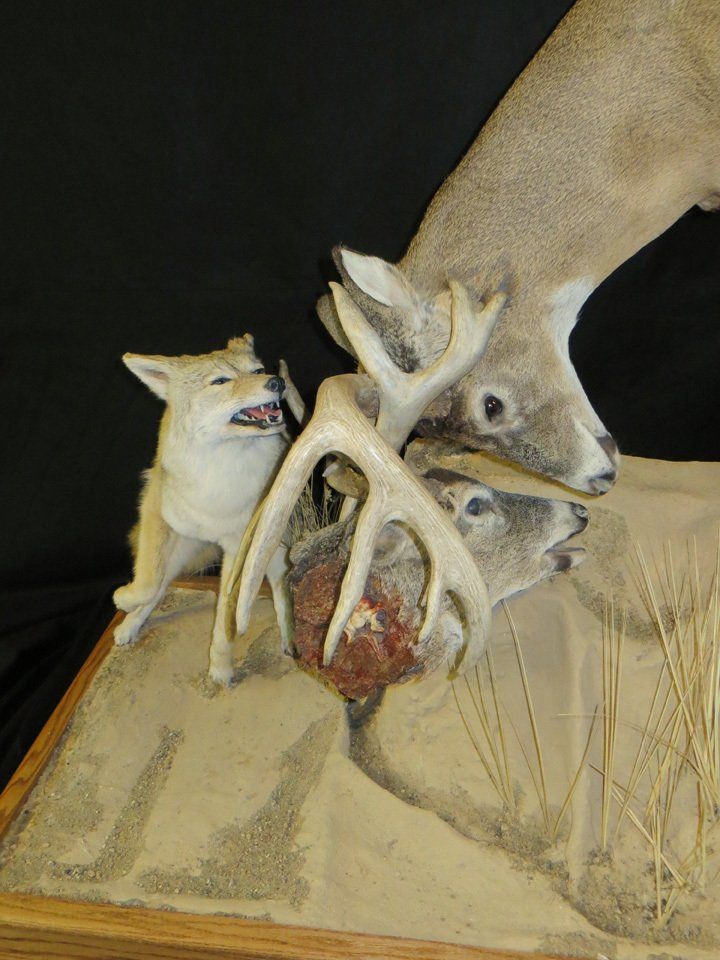 Game heads taxidermy