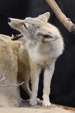 Wolf taxidermy