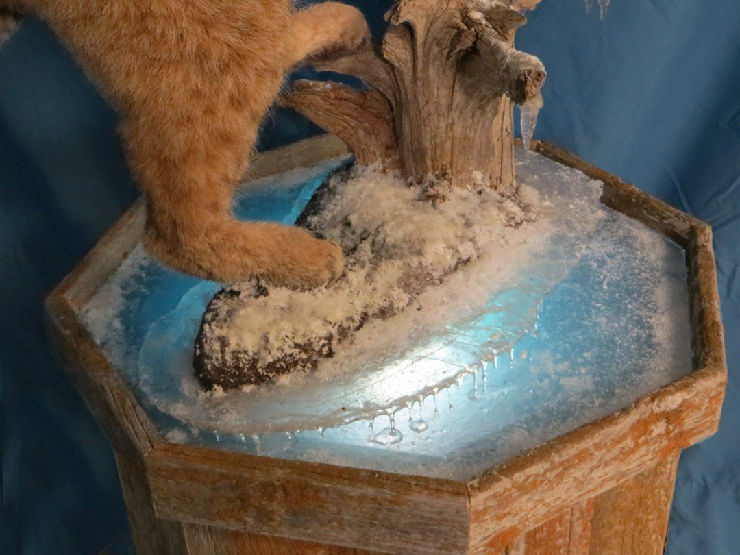 Bobcat taxidermy