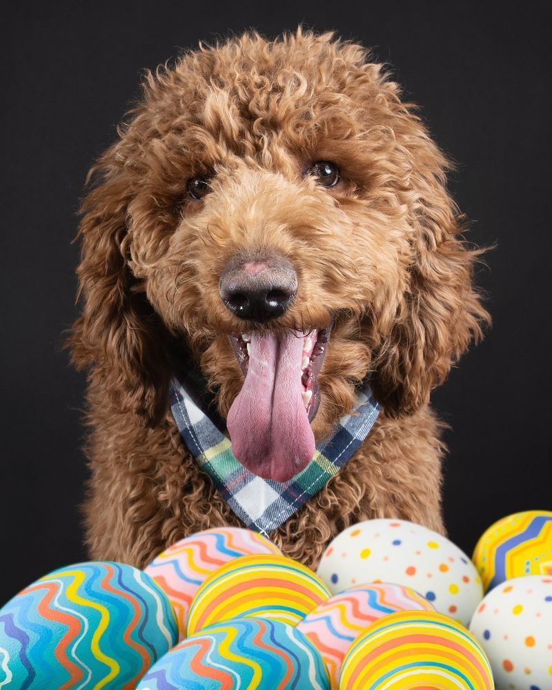 A brown poodle wearing a plaid bandana is surrounded by colorful easter eggs.
