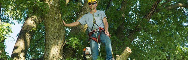 Tree Pruning Services