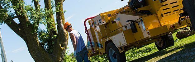 Tree Pruning Services