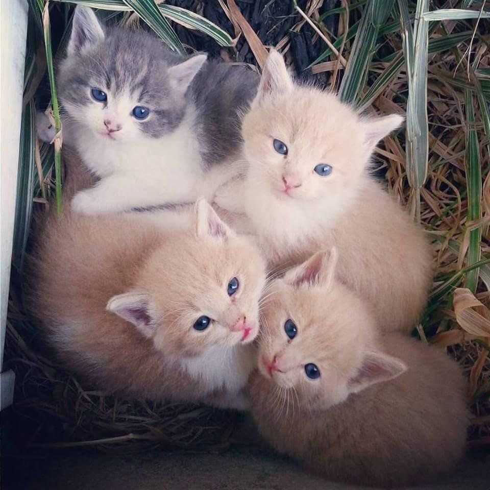 Kittens