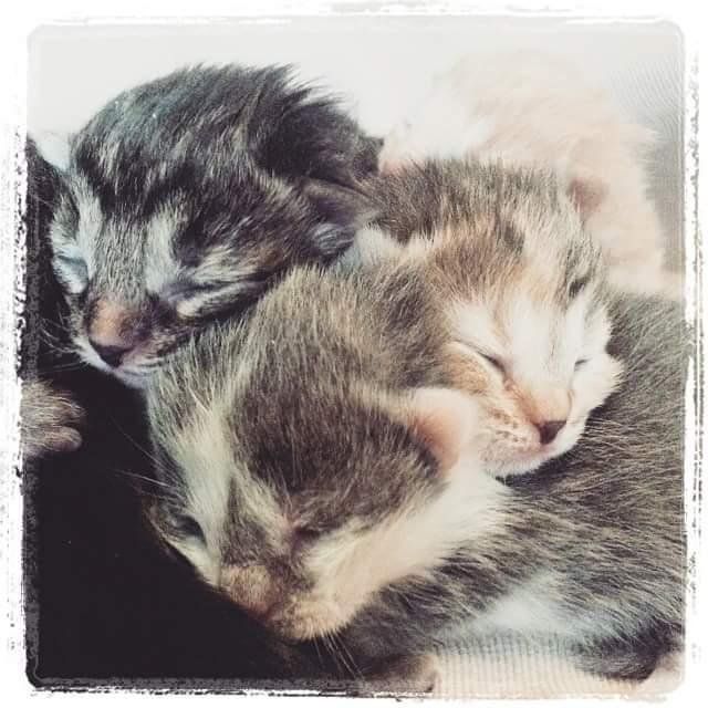 Kittens