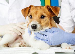 Tippecanoe Veterinary Hospital Pet Care Tipp City Oh