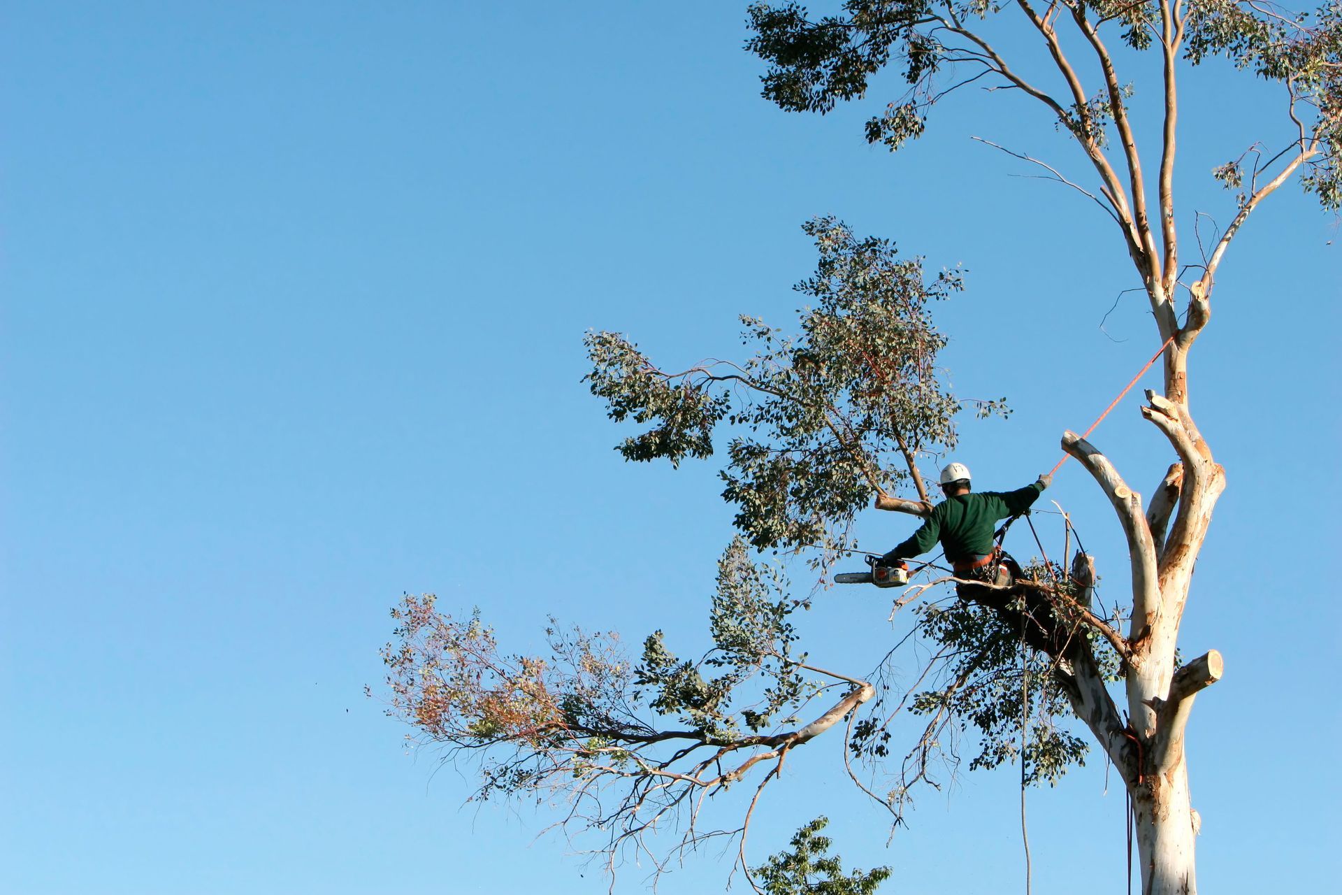 tree services