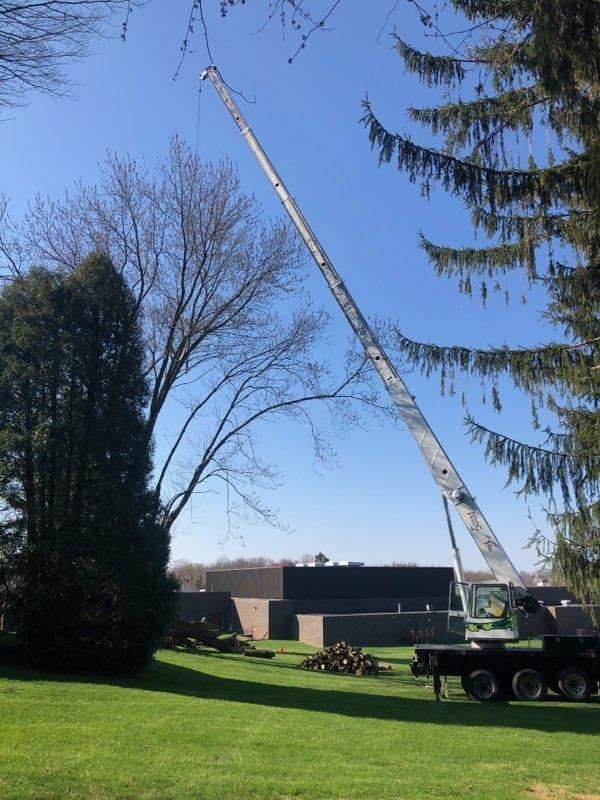 Tree service