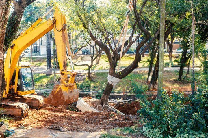 Tree removal