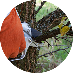 Tree pruning