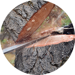 Tree removal