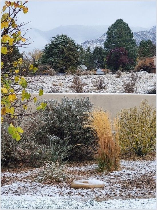 Snowy landscape with various plants and trees; mountains in the background under a cloudy sky.