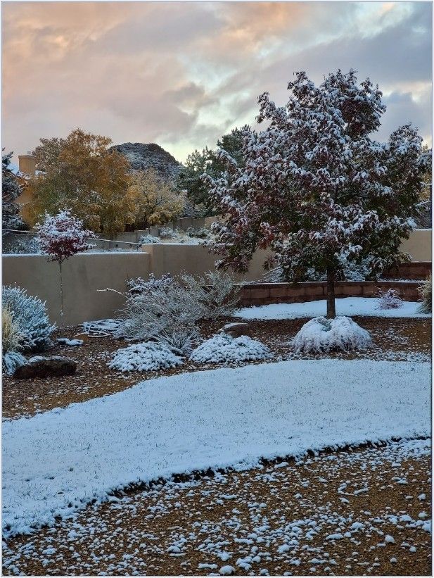 Snow-covered yard with trees and bushes against a cloudy sky at sunset; brown earth and a low wall in the background.