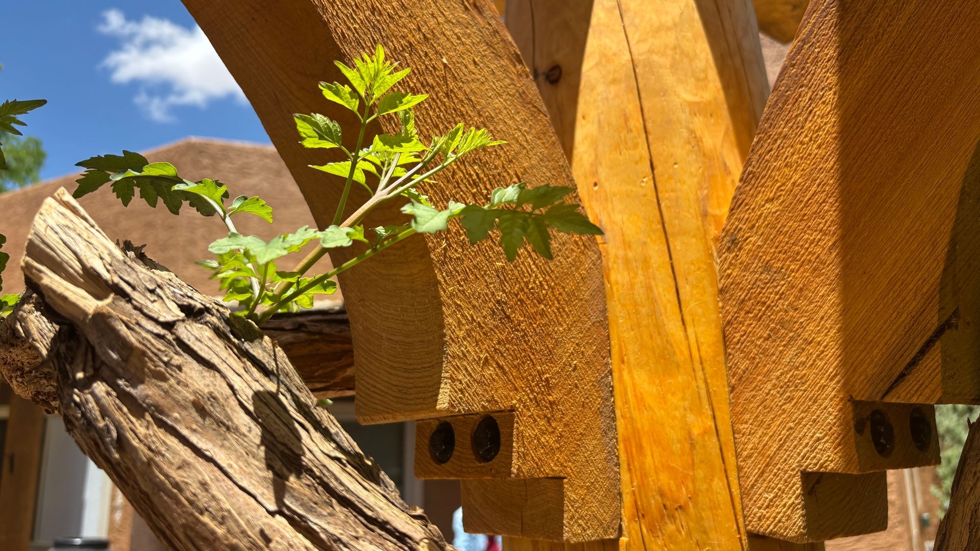Close-up of wooden pergola with green plant sprouting, against a blue sky.
