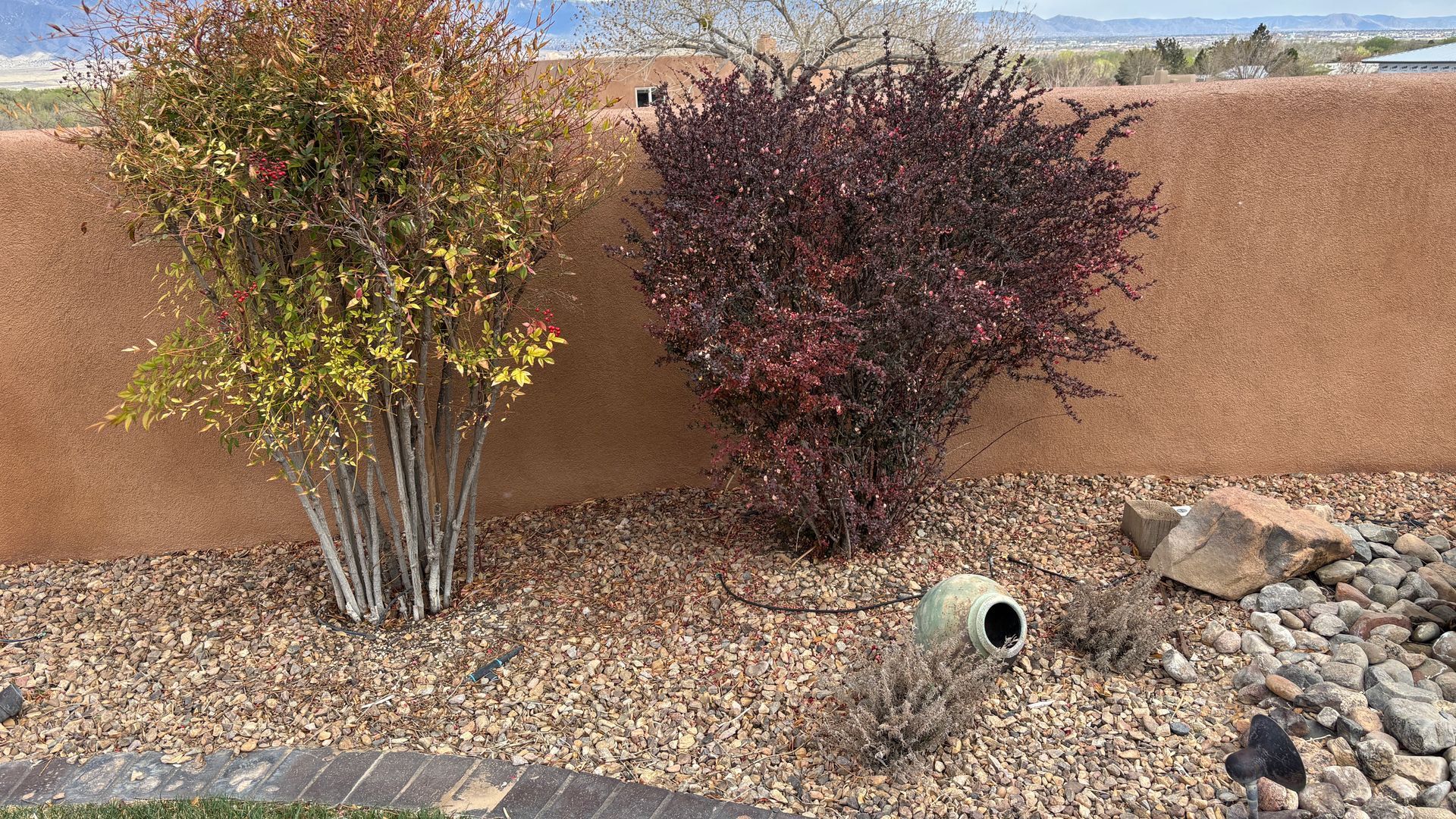 Two colorful bushes next to a stucco wall in an outdoor setting with a rock-covered ground.