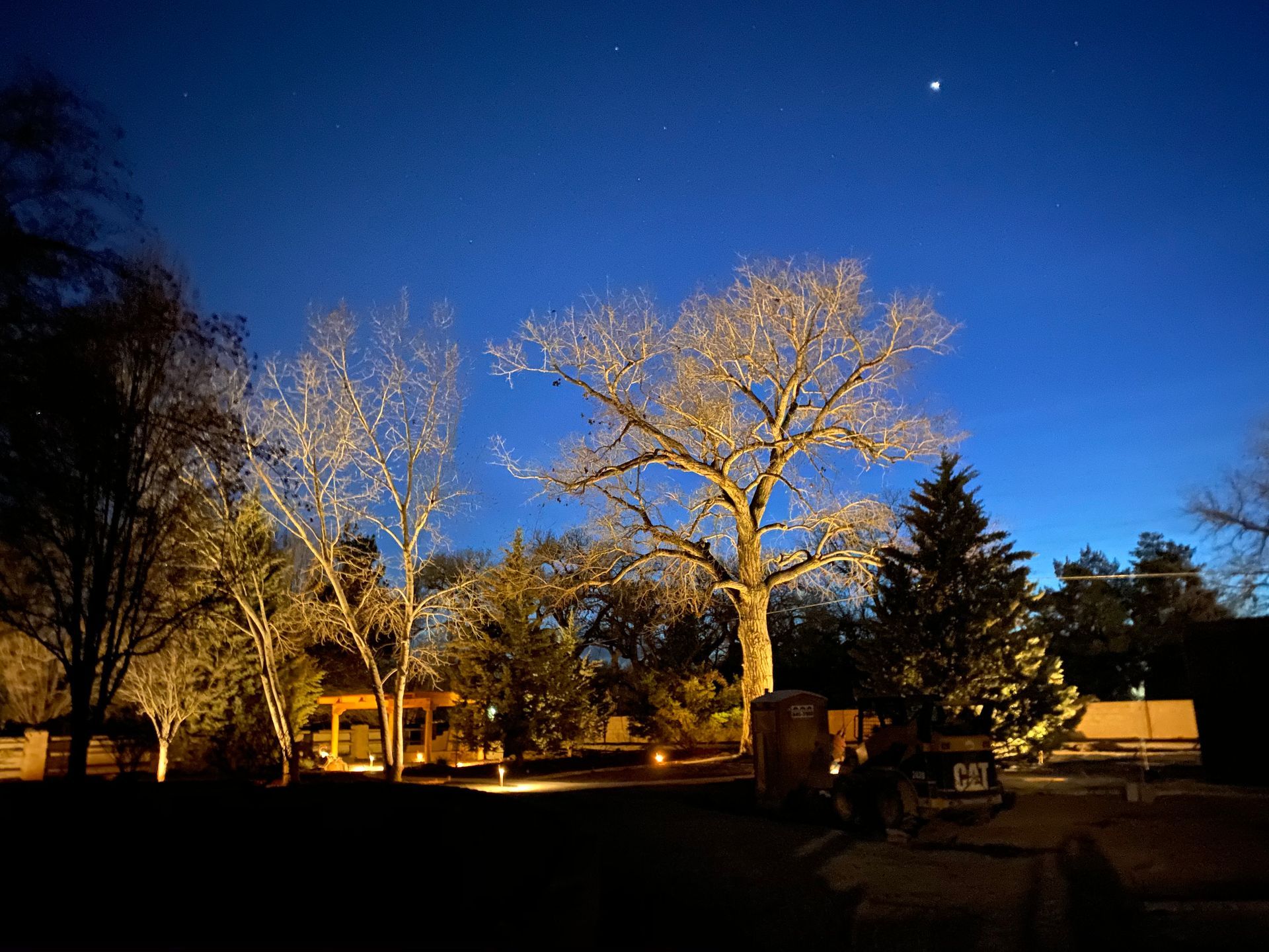Trees illuminated at dusk under a dark blue sky, with a crescent moon visible.